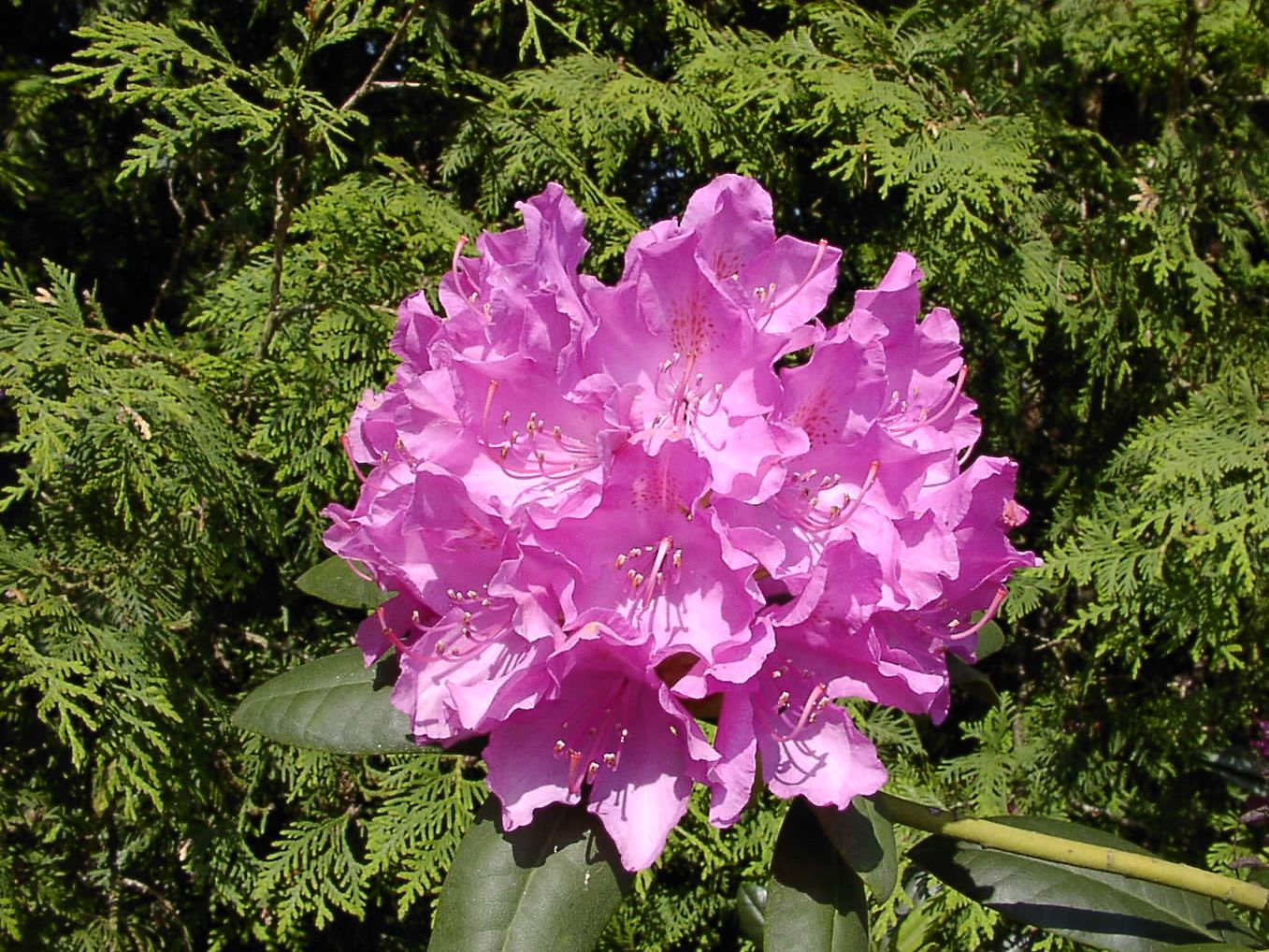 Rhododendron Hybride 'English Roseum'
