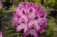 Rhododendron 'Helen Martin'