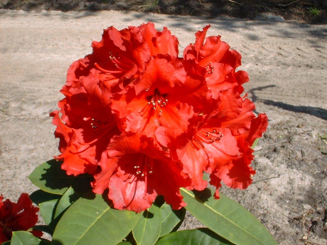 Rhododendron-Hybride 'Red Jack'