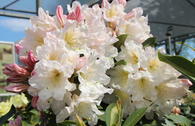 Rhododendron 'INKARHO ®-Dufthecke' weiß
