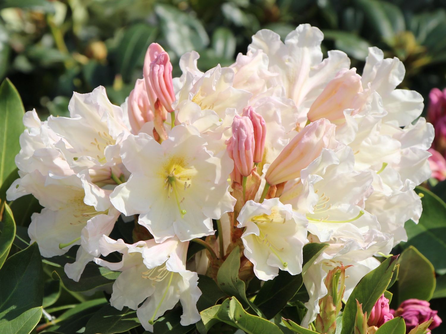 Rhododendron 'INKARHO ®-Dufthecke' weiß - Rhododendron Hybride 'INKARHO ®-Dufthecke' weiß