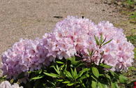 Rhododendron 'INKARHO ® - Dufthecke' rosa