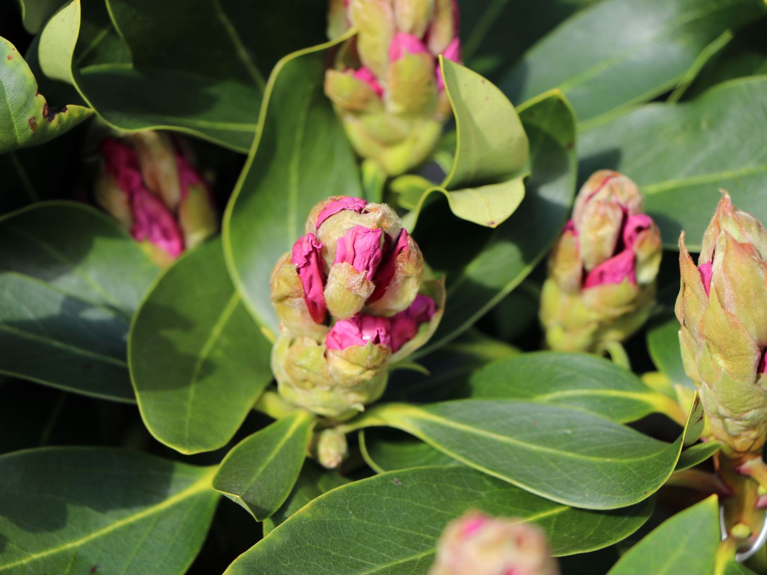 Rhododendron 'INKARHO ®-Dufthecke' weiß - Rhododendron Hybride 'INKARHO ®-Dufthecke' weiß