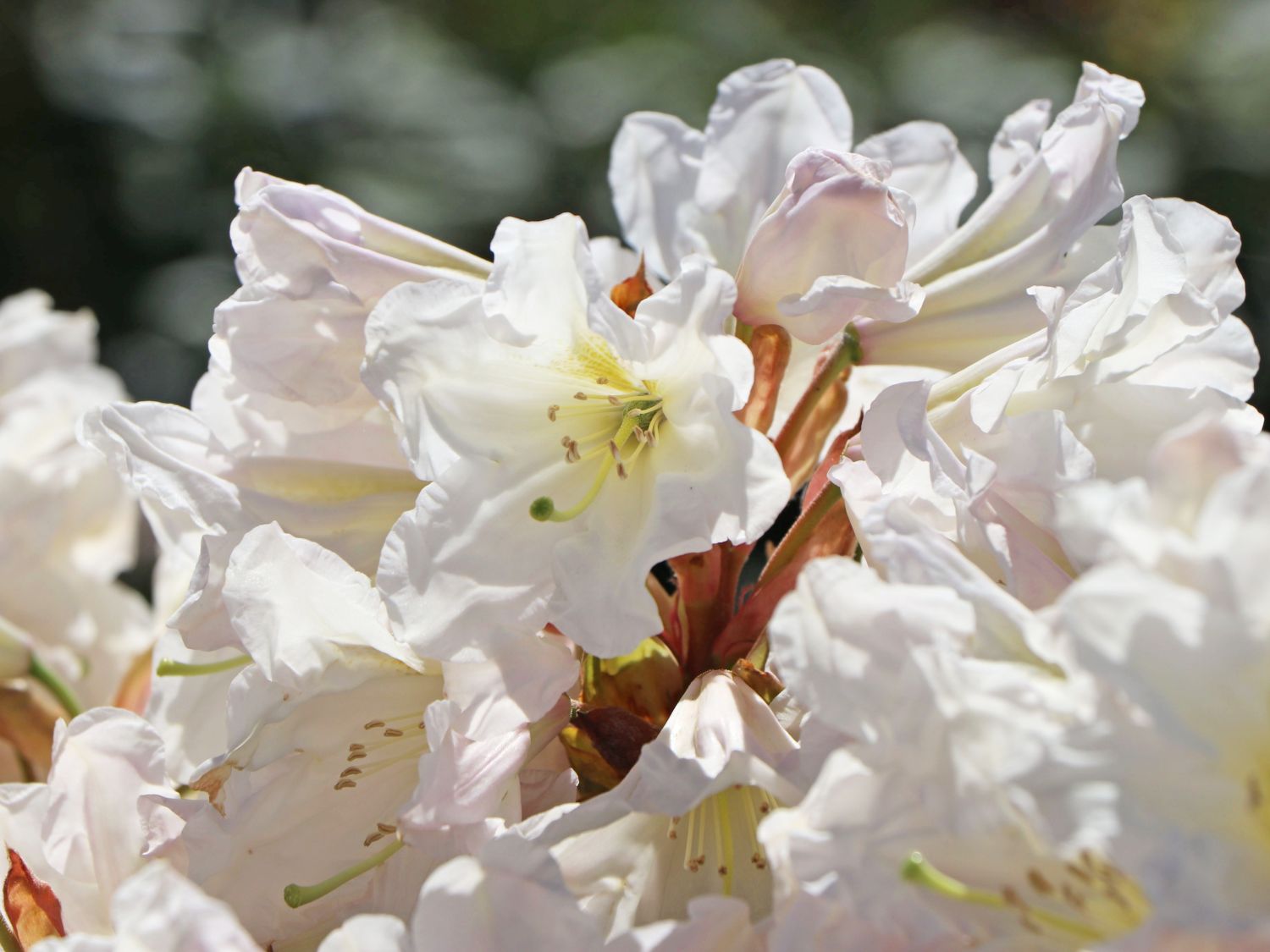 Rhododendron 'INKARHO ®-Dufthecke' weiß - Rhododendron Hybride 'INKARHO ®-Dufthecke' weiß