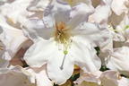 Rhododendron 'INKARHO ®-Dufthecke' weiß - Rhododendron Hybride 'INKARHO ®-Dufthecke' weiß