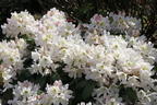 Rhododendron 'INKARHO ®-Dufthecke' weiß - Rhododendron Hybride 'INKARHO ®-Dufthecke' weiß
