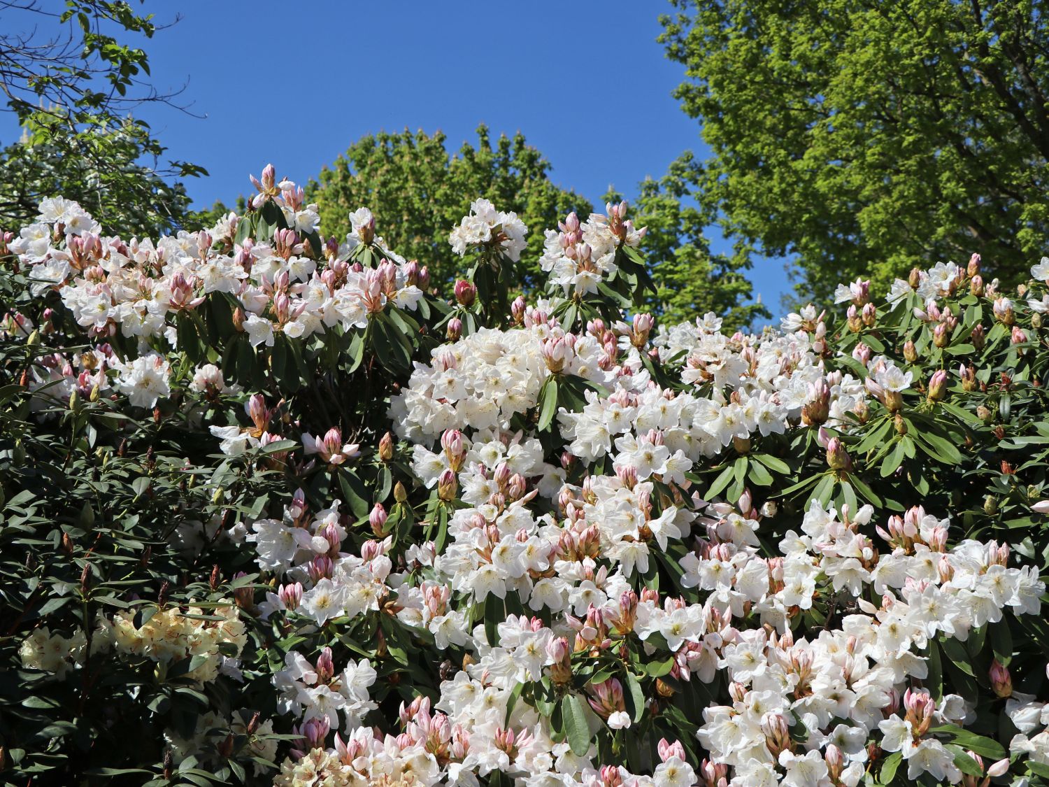 Rhododendron 'INKARHO ®-Dufthecke' weiß - Rhododendron Hybride 'INKARHO ®-Dufthecke' weiß