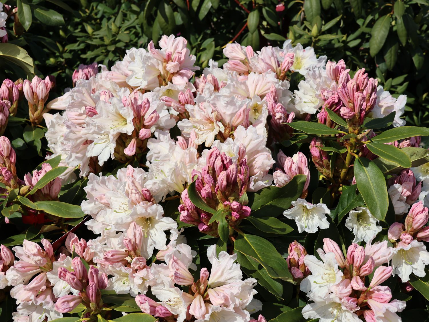 Rhododendron 'INKARHO ®-Dufthecke' weiß - Rhododendron Hybride 'INKARHO ®-Dufthecke' weiß