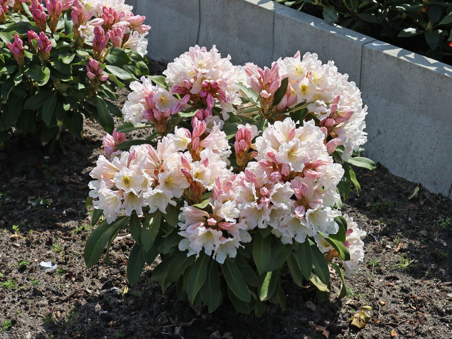 Rhododendron 'INKARHO ®-Dufthecke' weiß - Rhododendron Hybride 'INKARHO ®-Dufthecke' weiß