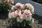 Rhododendron 'INKARHO ®-Dufthecke' weiß - Rhododendron Hybride 'INKARHO ®-Dufthecke' weiß