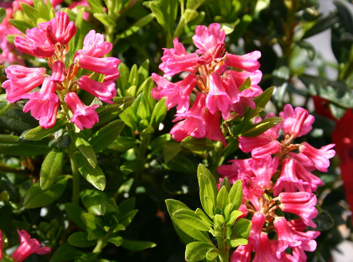 rhododendron d12 anwendungsgebiete Rhododendron Dnger - Mineralischer NPK Flssigdnger mit Stickstoff