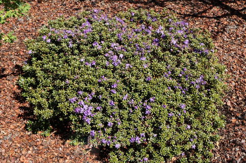 Rhododendron 'Intrifast' - Rhododendron fastigiatum 'Intrifast'