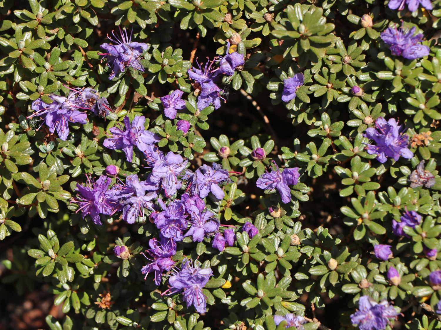 Rhododendron 'Intrifast' - Rhododendron fastigiatum 'Intrifast'