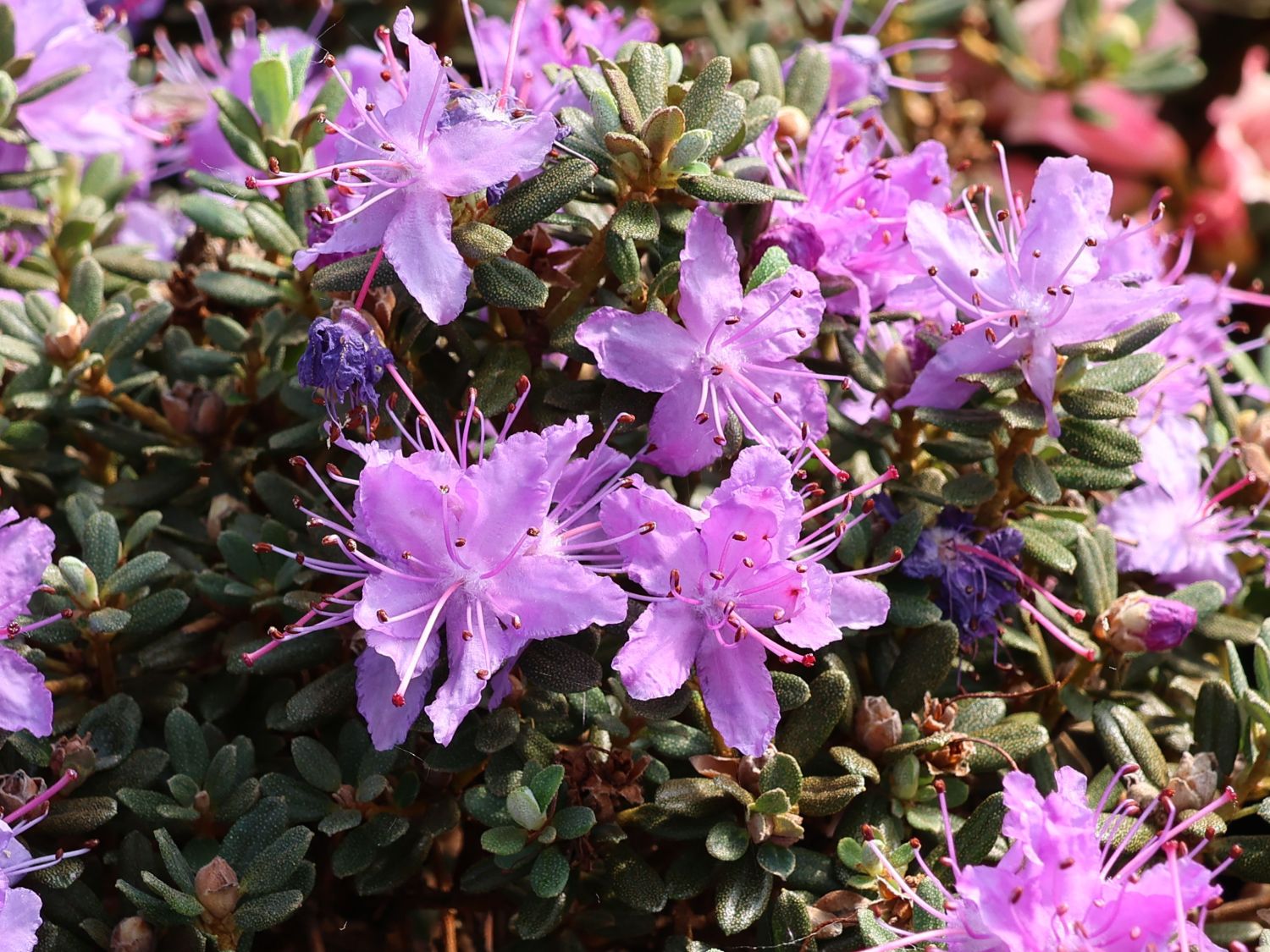 Rhododendron 'Intrifast' - Rhododendron fastigiatum 'Intrifast'