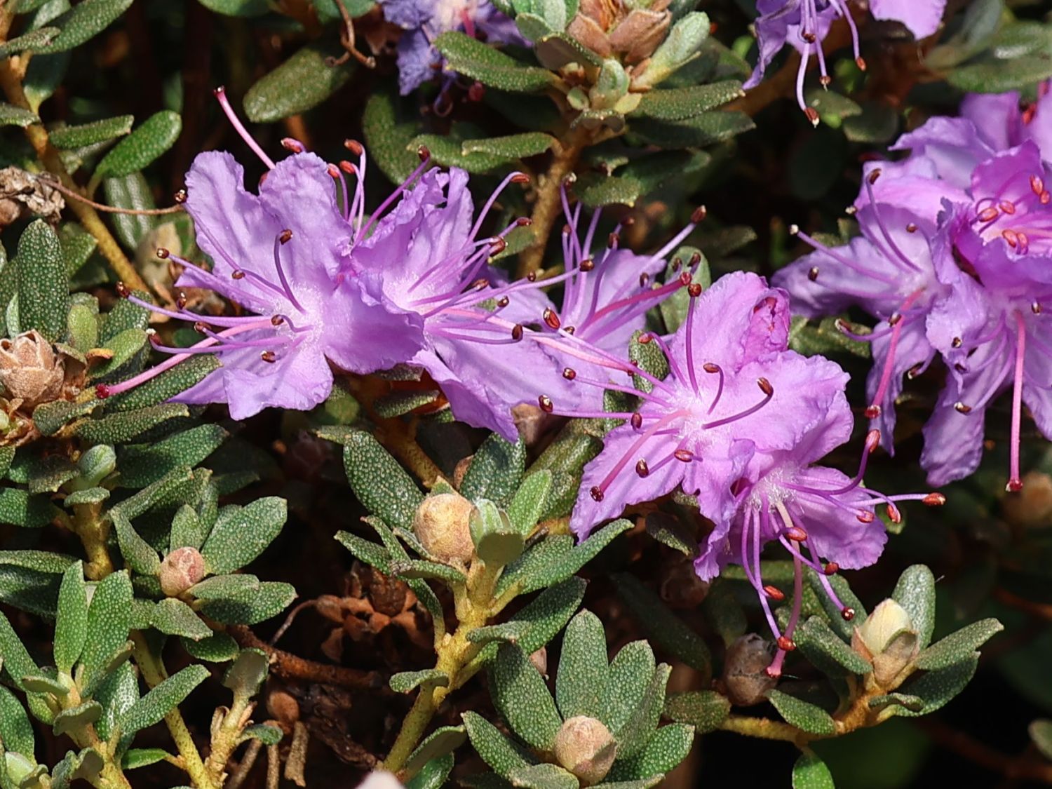 Rhododendron 'Intrifast' - Rhododendron fastigiatum 'Intrifast'