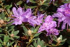 Rhododendron 'Intrifast' - Rhododendron fastigiatum 'Intrifast'