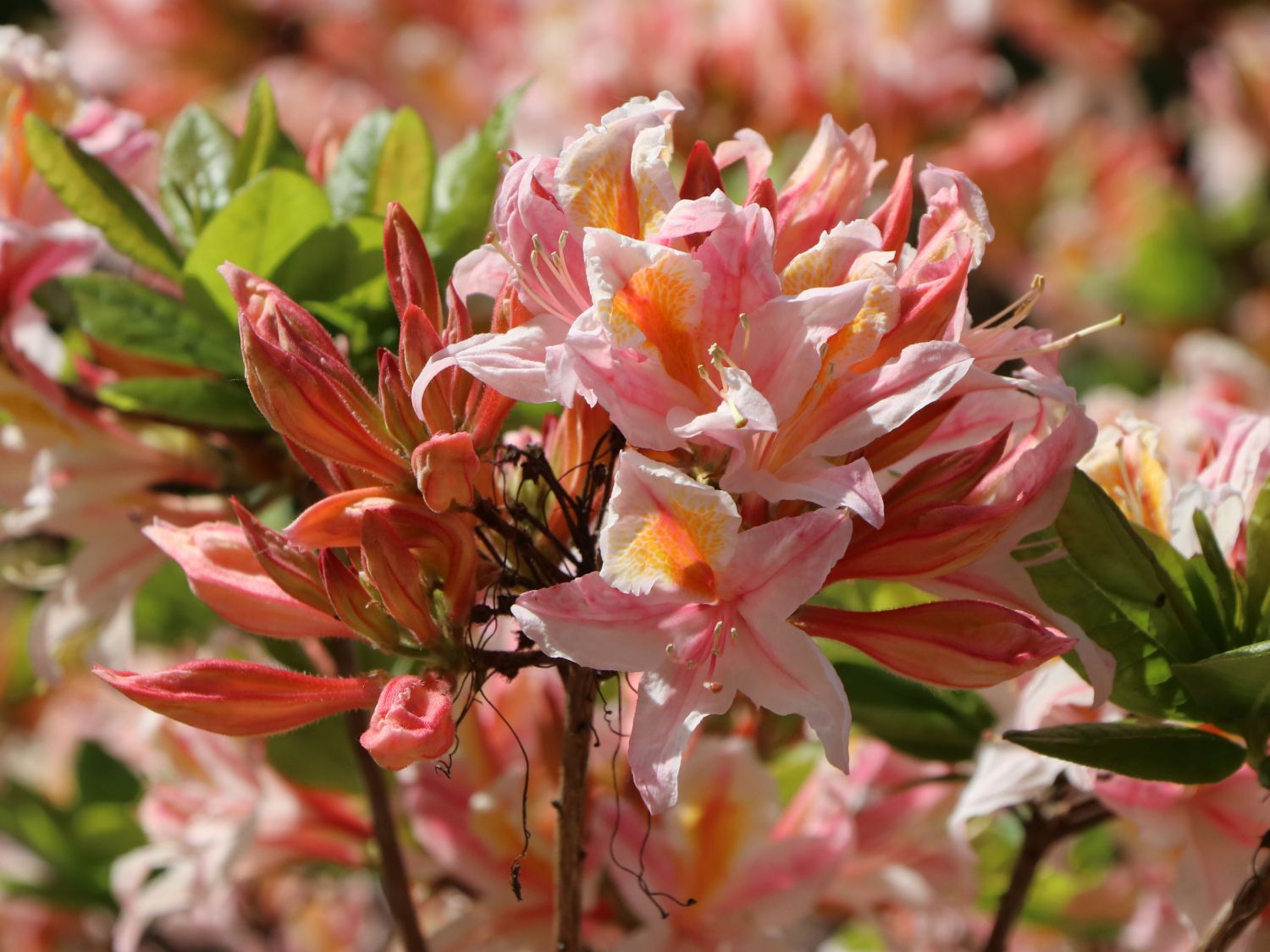 Rhododendron 'Irene Koster'