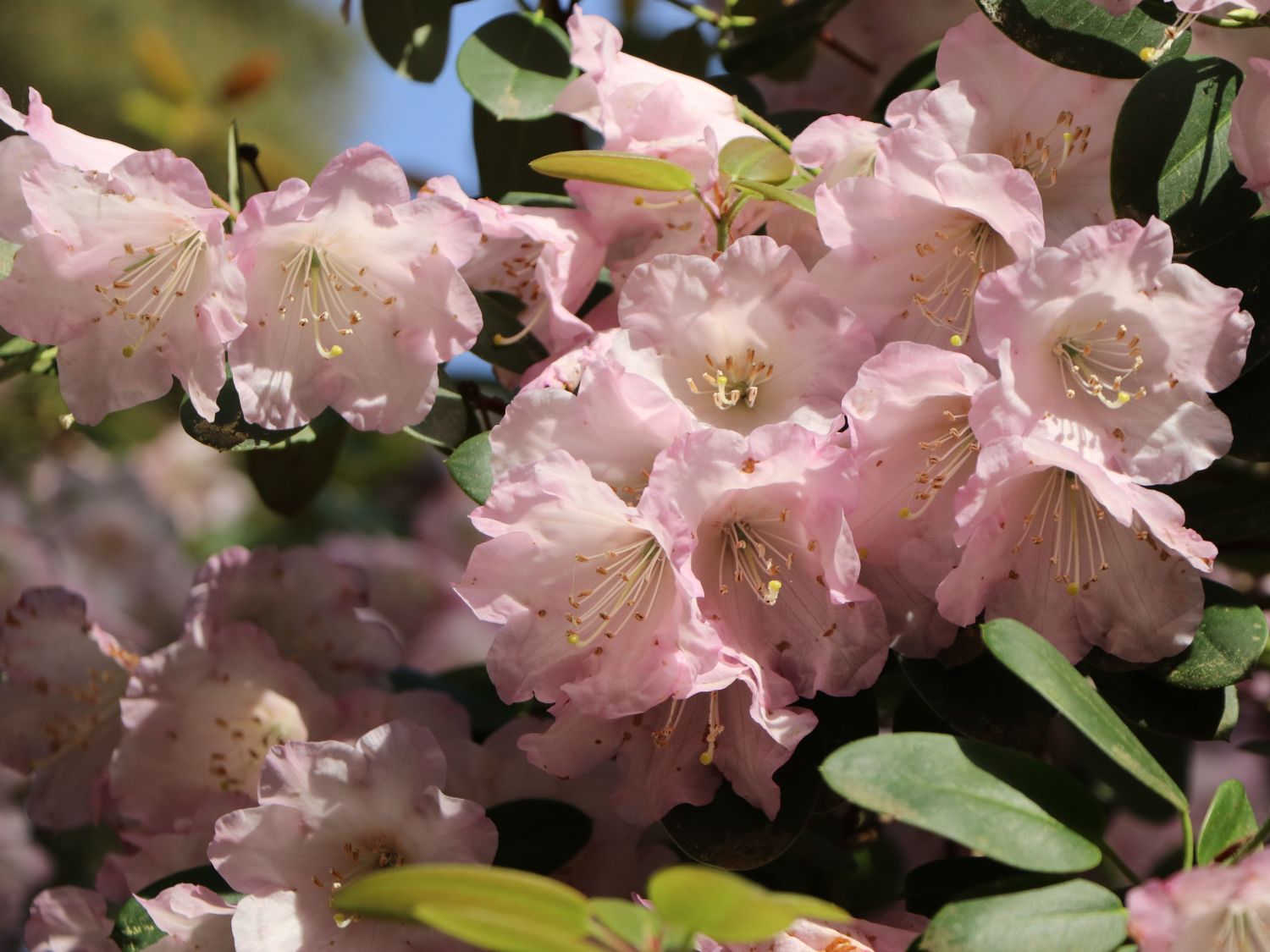 Rhododendron 'Jackwill'