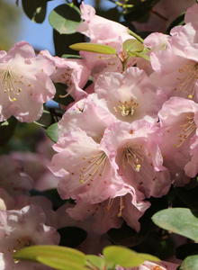 Rhododendron 'Jackwill'