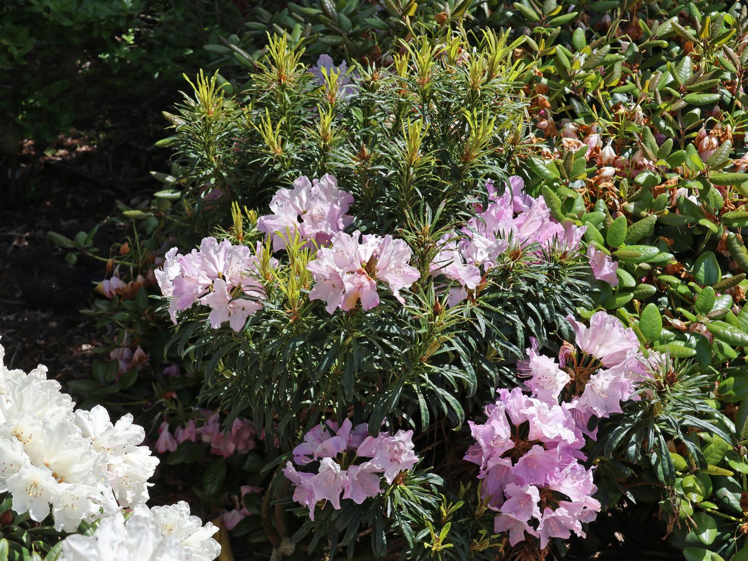Rhododendron 'Jens Jörgen Sörensen'