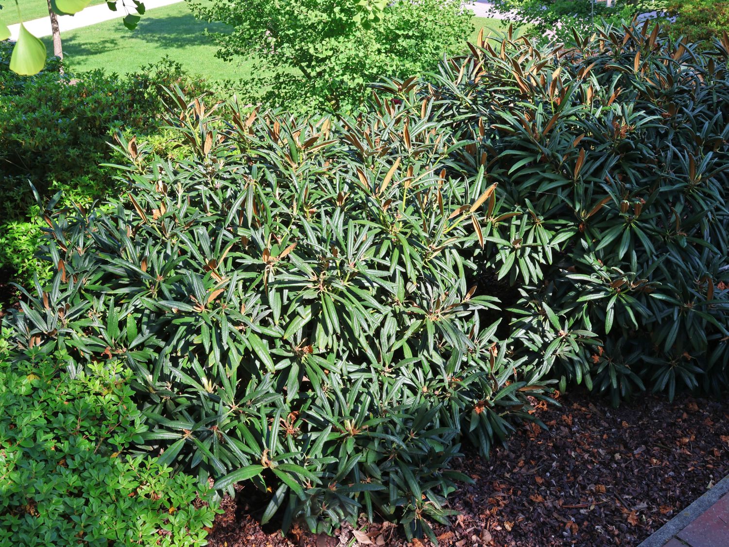 Rhododendron 'Jens Jörgen Sörensen' - Rhododendron makinoi 'Jens Jörgen Sörensen'