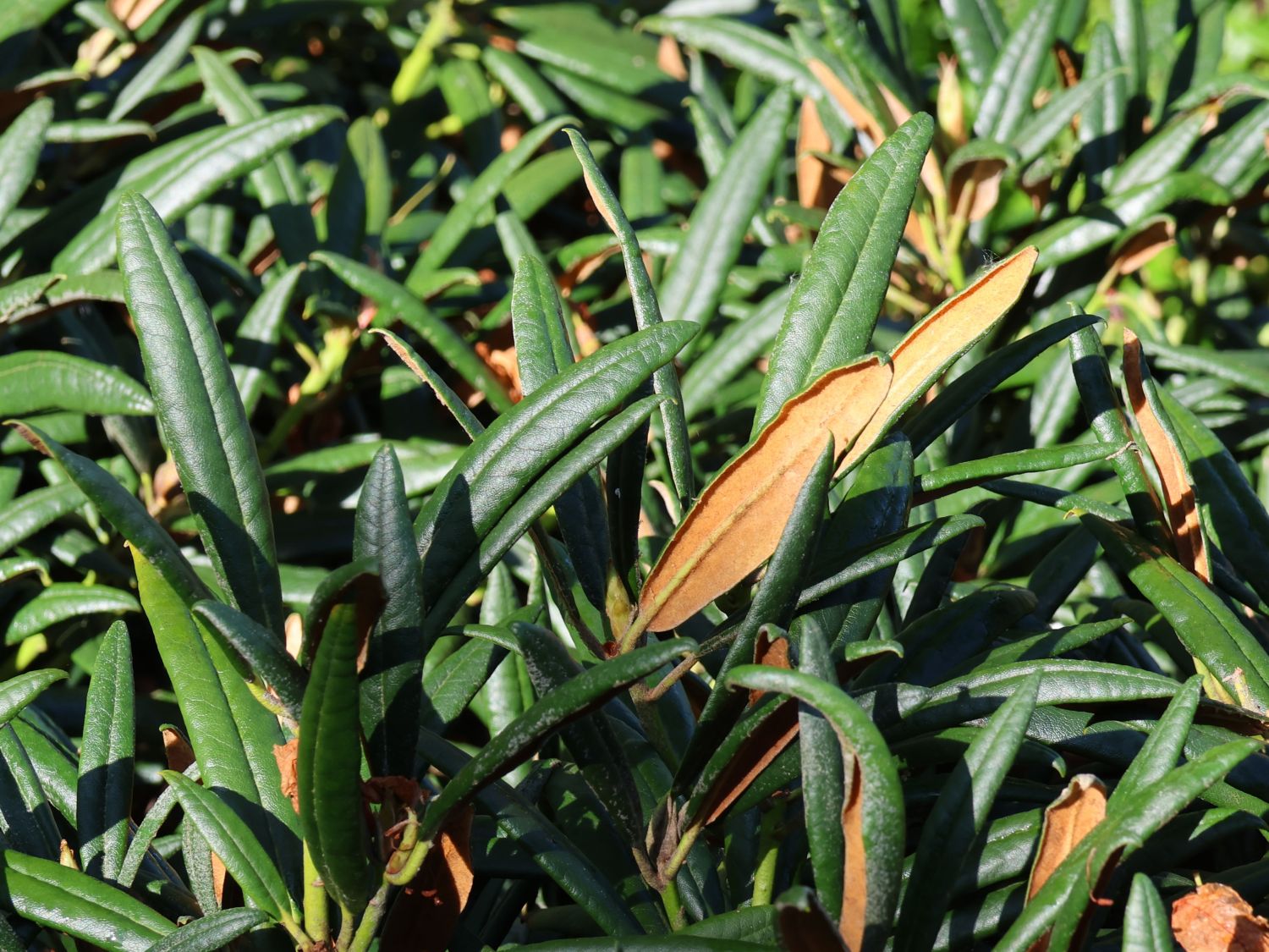 Rhododendron 'Jens Jörgen Sörensen' - Rhododendron makinoi 'Jens Jörgen Sörensen'