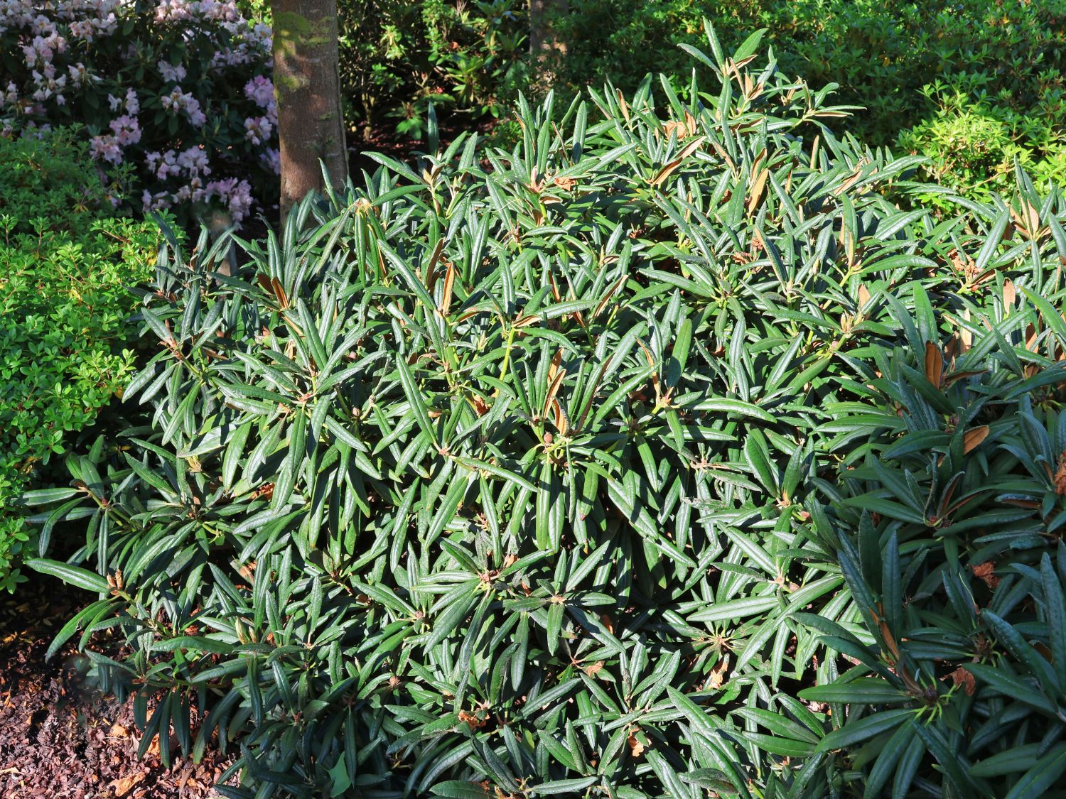Rhododendron 'Jens Jörgen Sörensen' - Rhododendron makinoi 'Jens Jörgen Sörensen'
