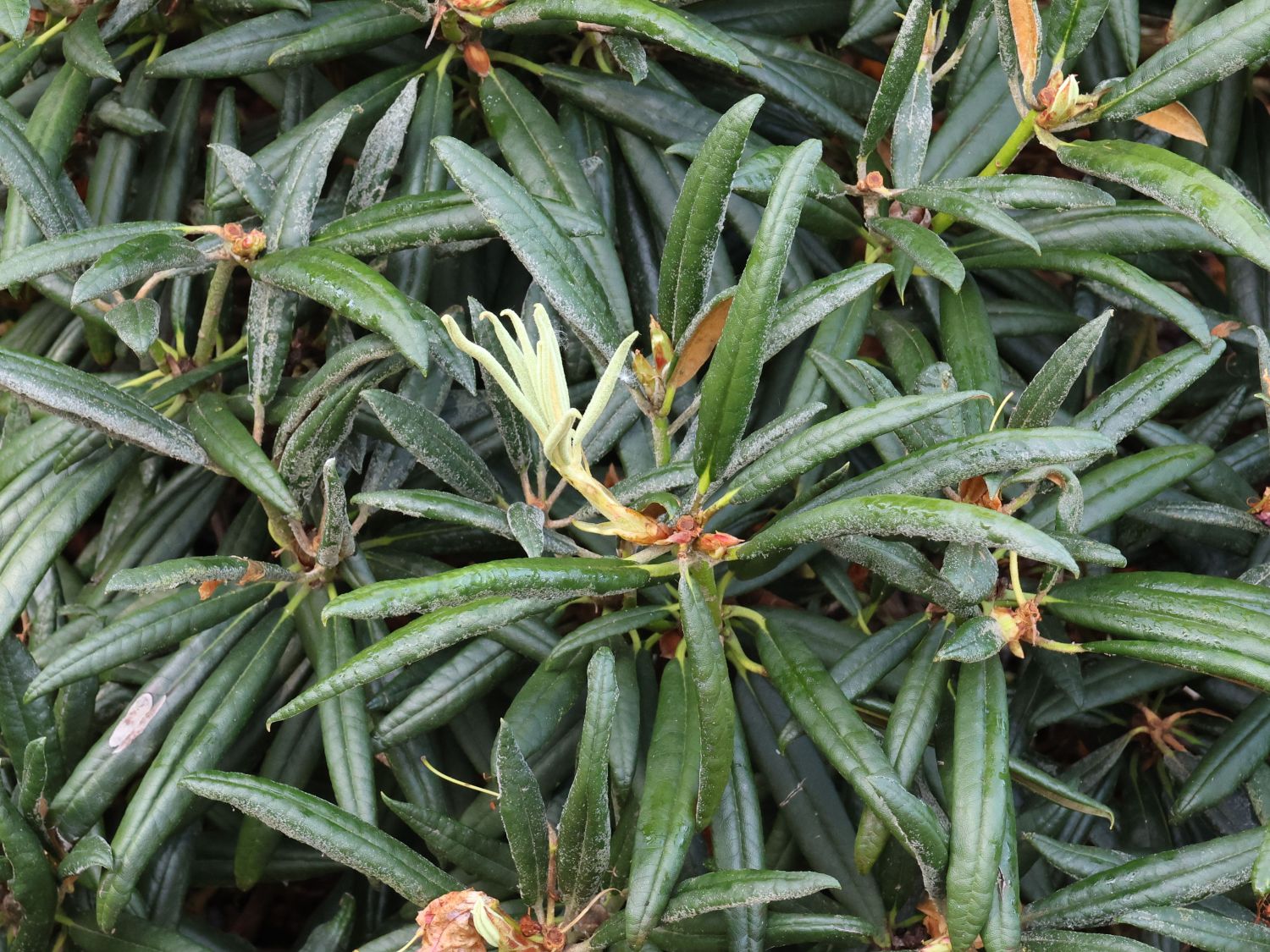 Rhododendron 'Jens Jörgen Sörensen' - Rhododendron makinoi 'Jens Jörgen Sörensen'