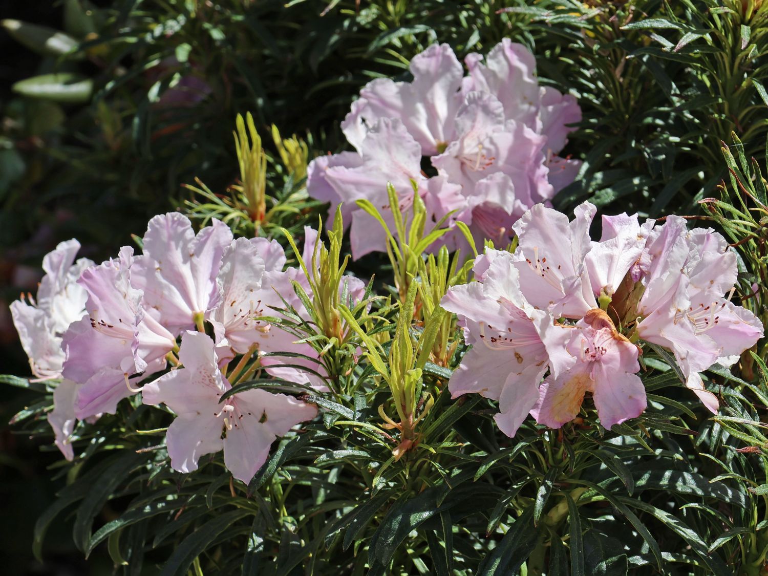 Rhododendron 'Jens Jörgen Sörensen' - Rhododendron makinoi 'Jens Jörgen Sörensen'