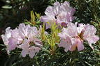 Rhododendron 'Jens Jörgen Sörensen' - Rhododendron makinoi 'Jens Jörgen Sörensen'