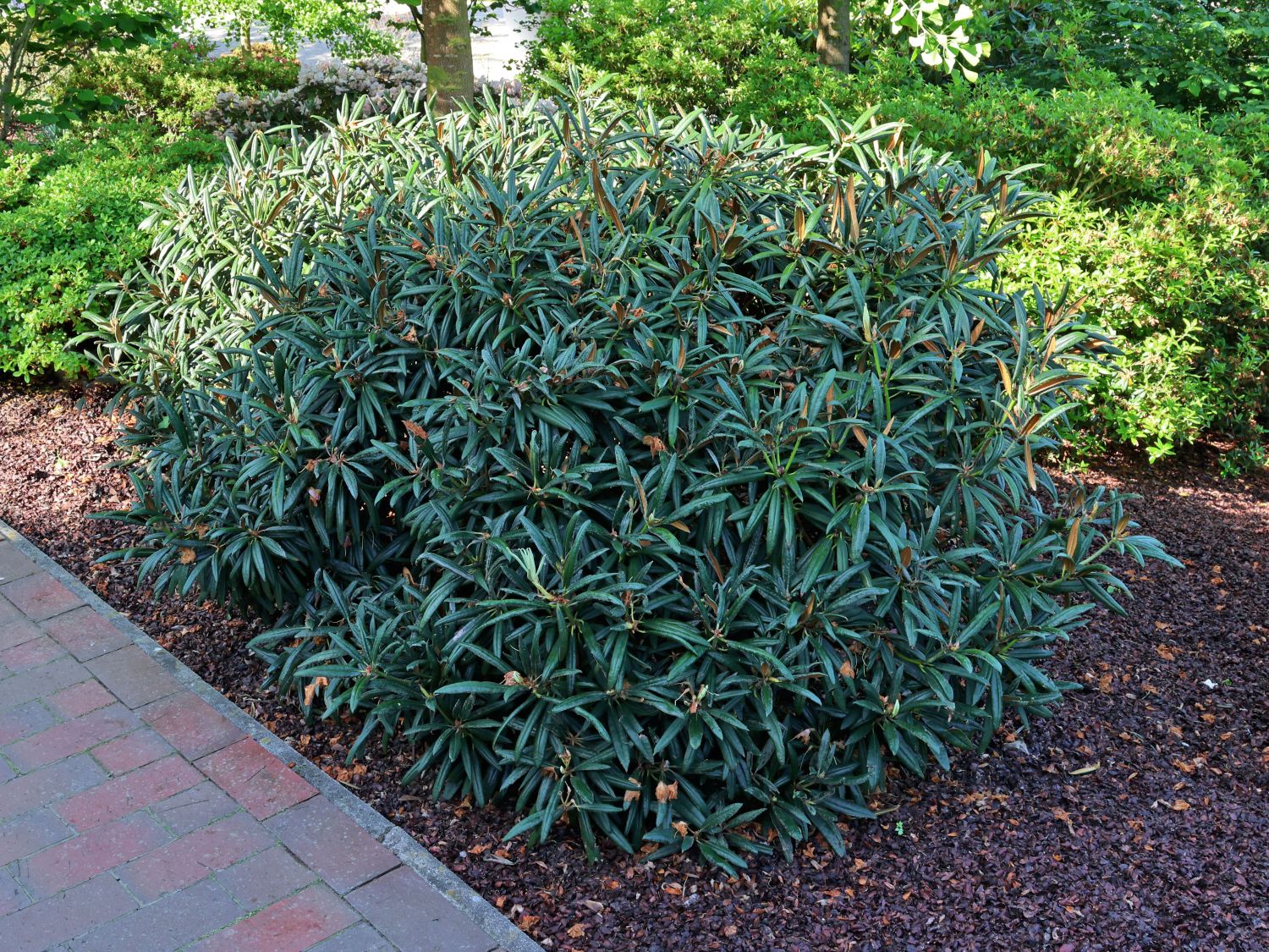 Rhododendron 'Jens Jörgen Sörensen' - Rhododendron makinoi 'Jens Jörgen Sörensen'