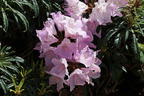 Rhododendron 'Jens Jörgen Sörensen' - Rhododendron makinoi 'Jens Jörgen Sörensen'