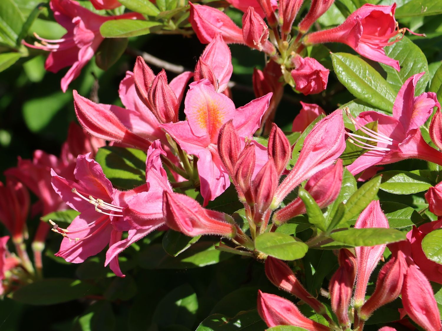 Rhododendron 'Jolie Madame'