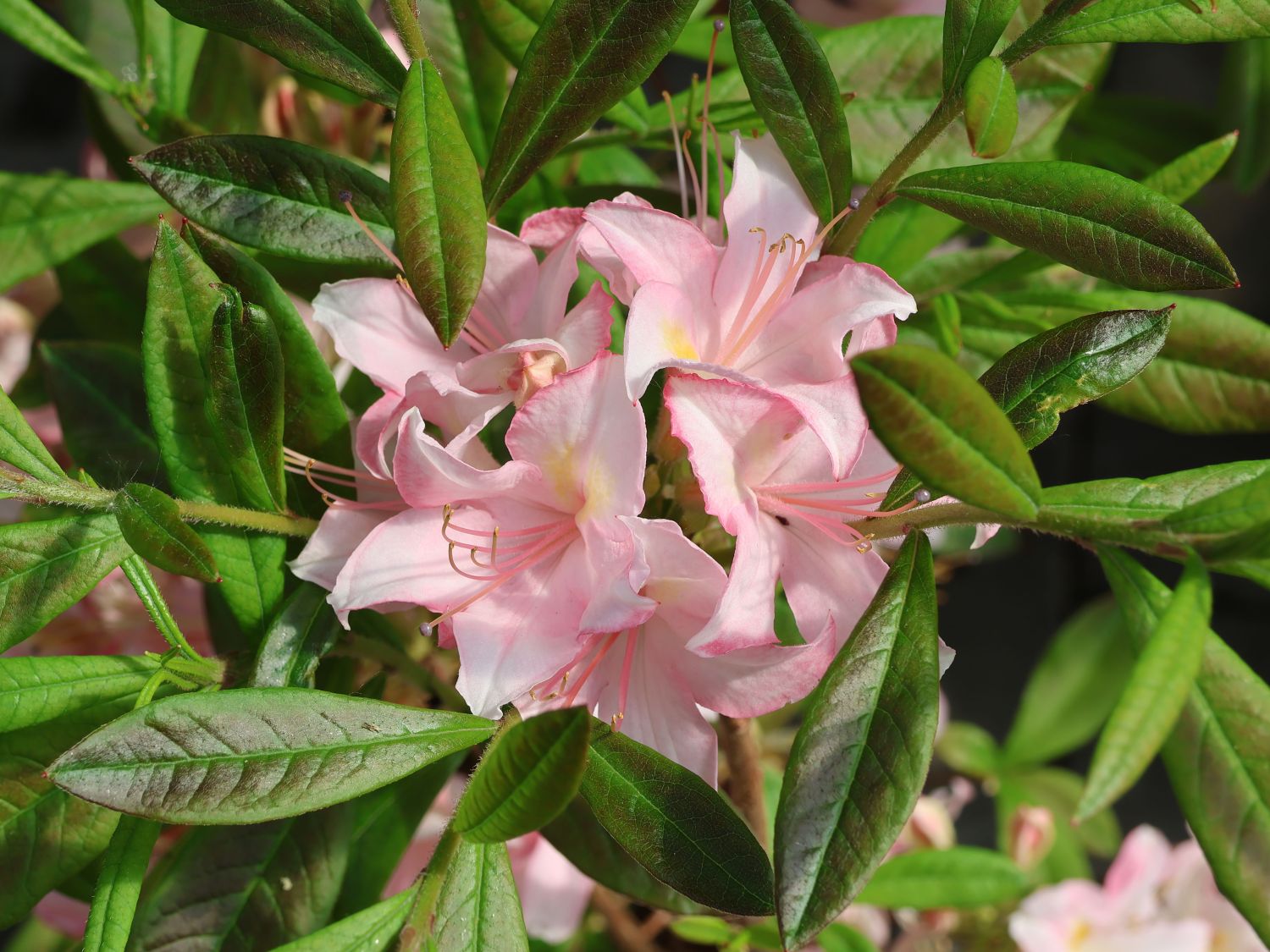 Rhododendron 'Juniduft' - Rhododendron viscosum 'Juniduft' - Baumschule  Horstmann