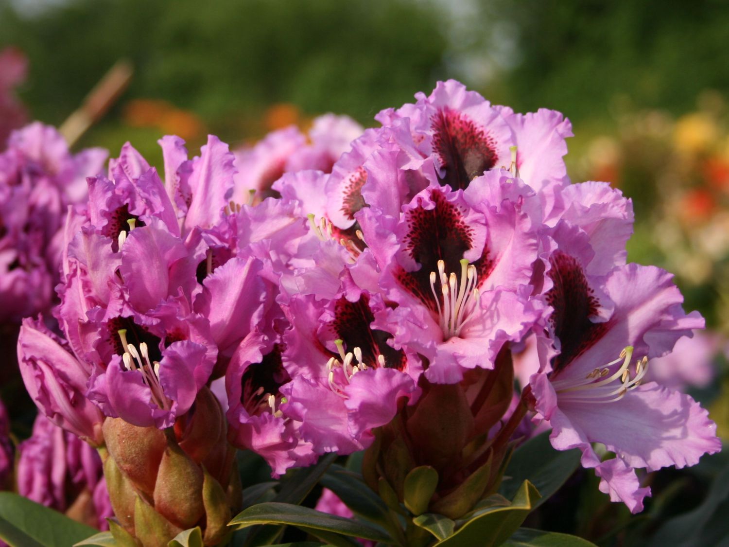 Rhododendron 'Kabarett' ®