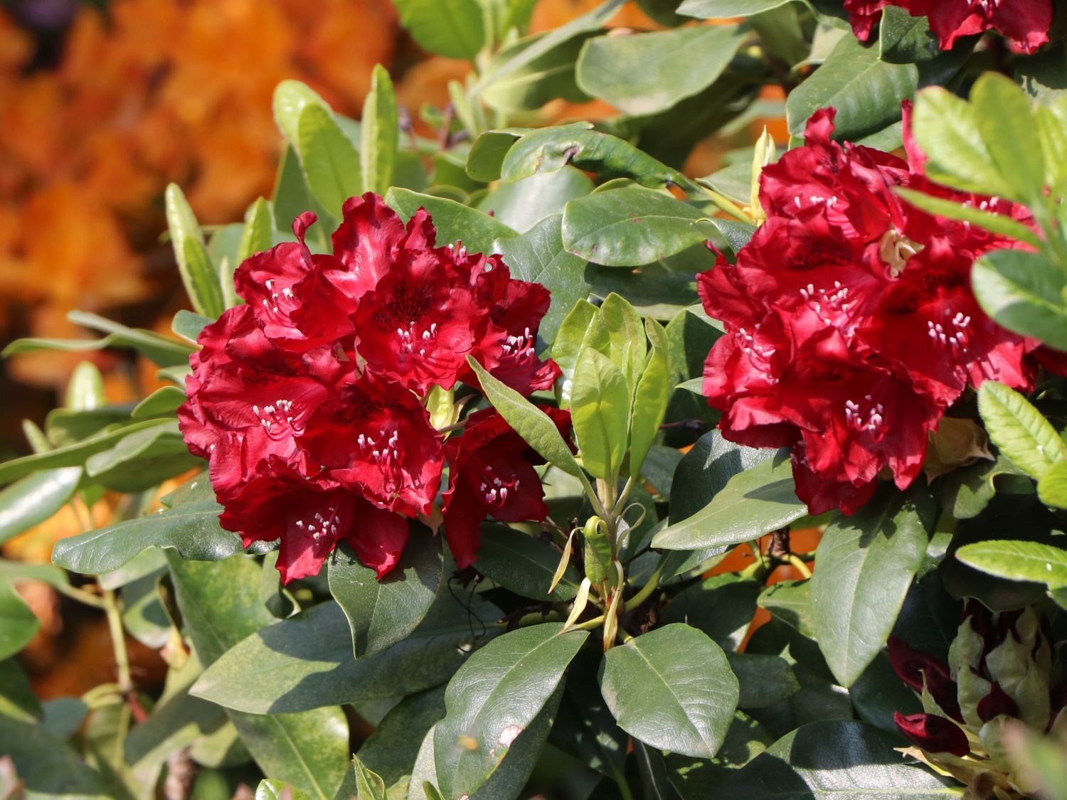 Rhododendron 'Karl Naue' - Rhododendron Hybride 'Karl Naue'