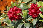 Rhododendron 'Karl Naue' - Rhododendron Hybride 'Karl Naue'