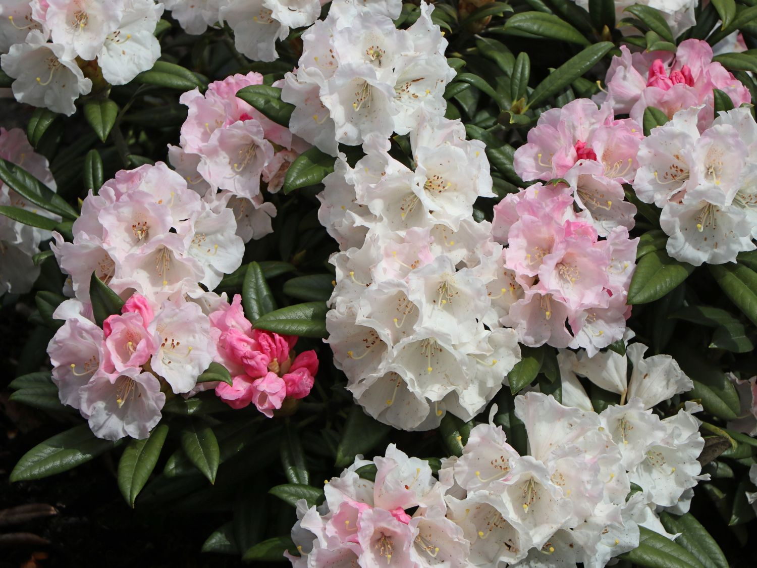 Rhododendron 'King's Ride'