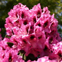 Rhododendron 'Kokardia' ® - Rhododendron Hybride 'Kokardia' ®