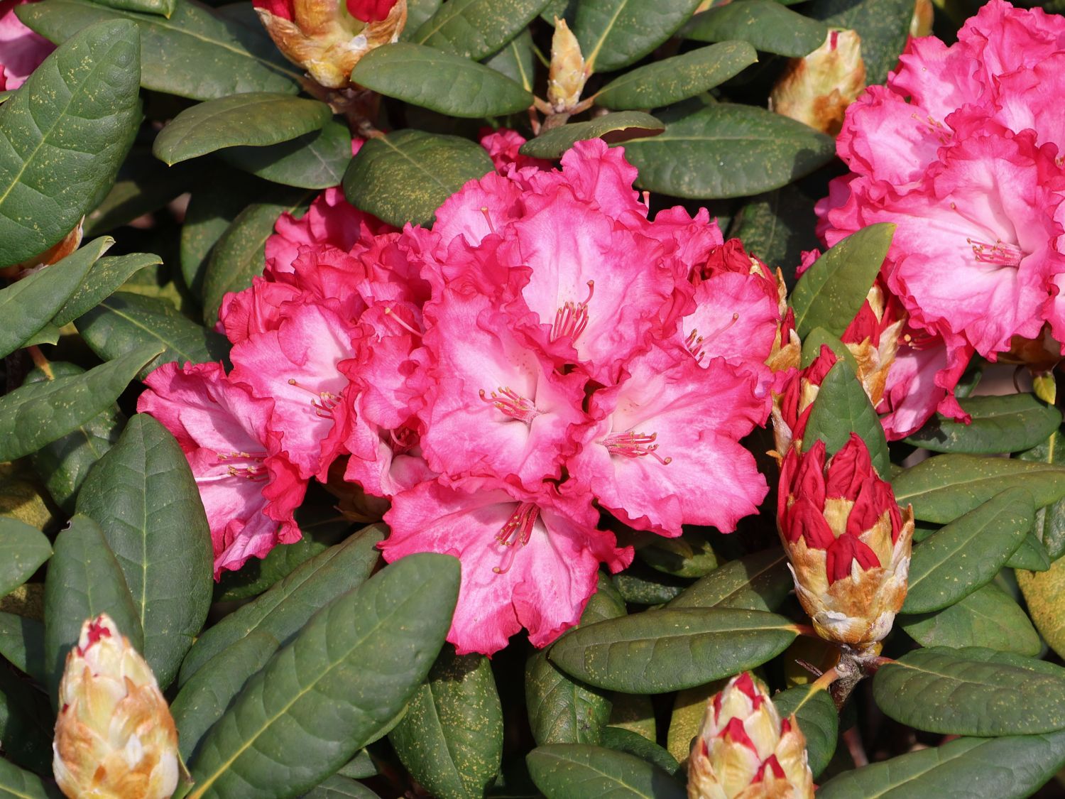 Rhododendron 'Kokette'