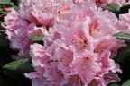 Rhododendron 'Kromlauer Parkperle' - Rhododendron Hybride 'Kromlauer Parkperle'