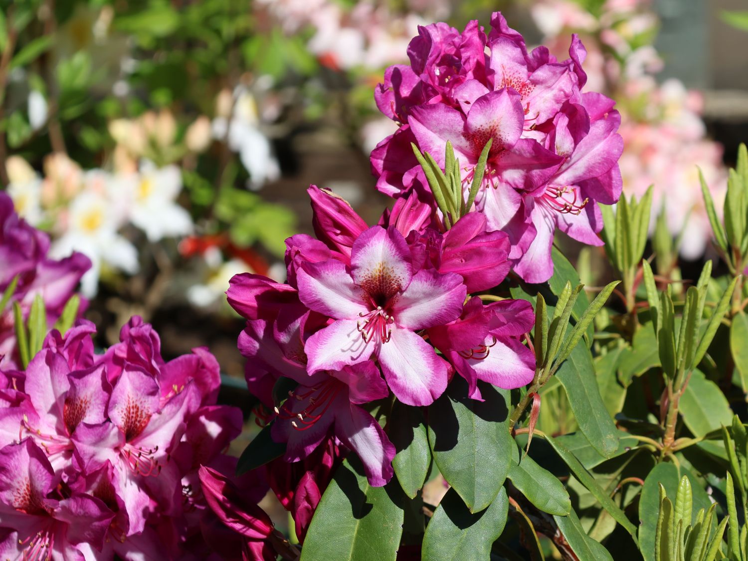 Rhododendron 'Kronprins Frederik'