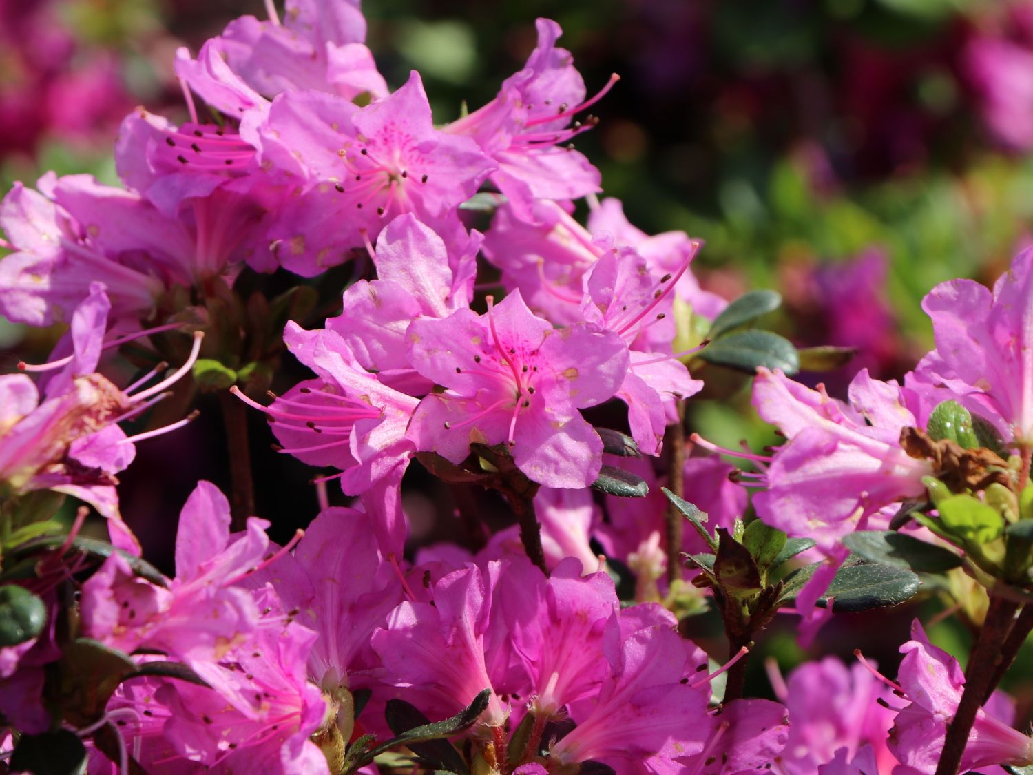 Rhododendron 'Lady Dark' ® - Rhododendron obtusum 'Lady Dark' ®