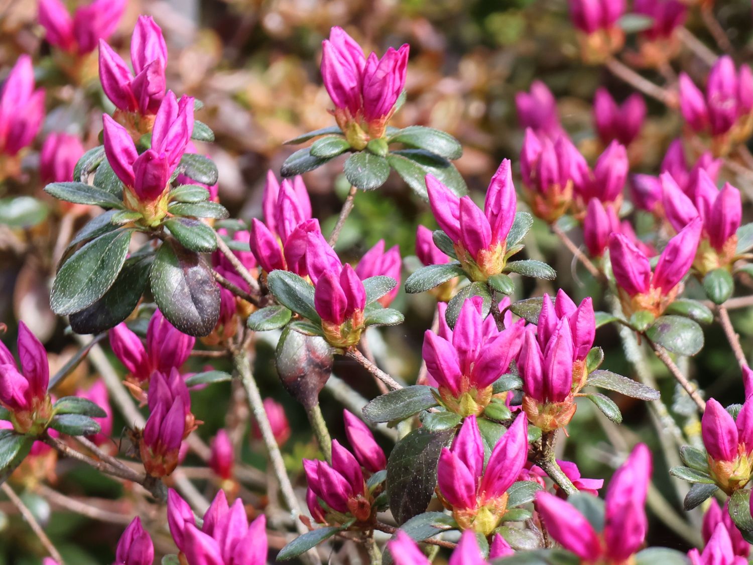 Rhododendron 'Lady Dark' ® - Rhododendron obtusum 'Lady Dark' ®