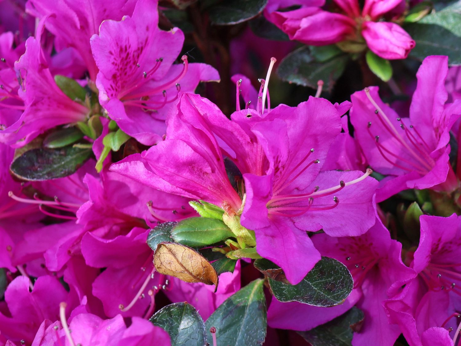Rhododendron 'Lady Dark' ® - Rhododendron obtusum 'Lady Dark' ®