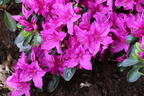 Rhododendron 'Lady Dark' ® - Rhododendron obtusum 'Lady Dark' ®