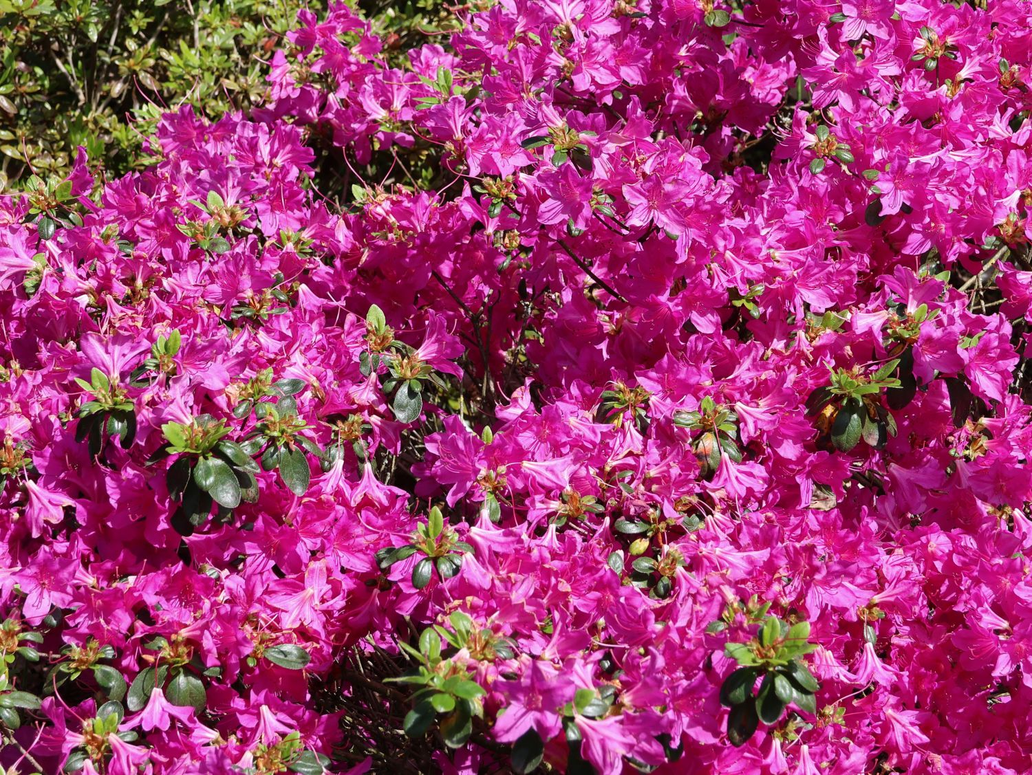 Rhododendron 'Lady Dark' ® - Rhododendron obtusum 'Lady Dark' ®
