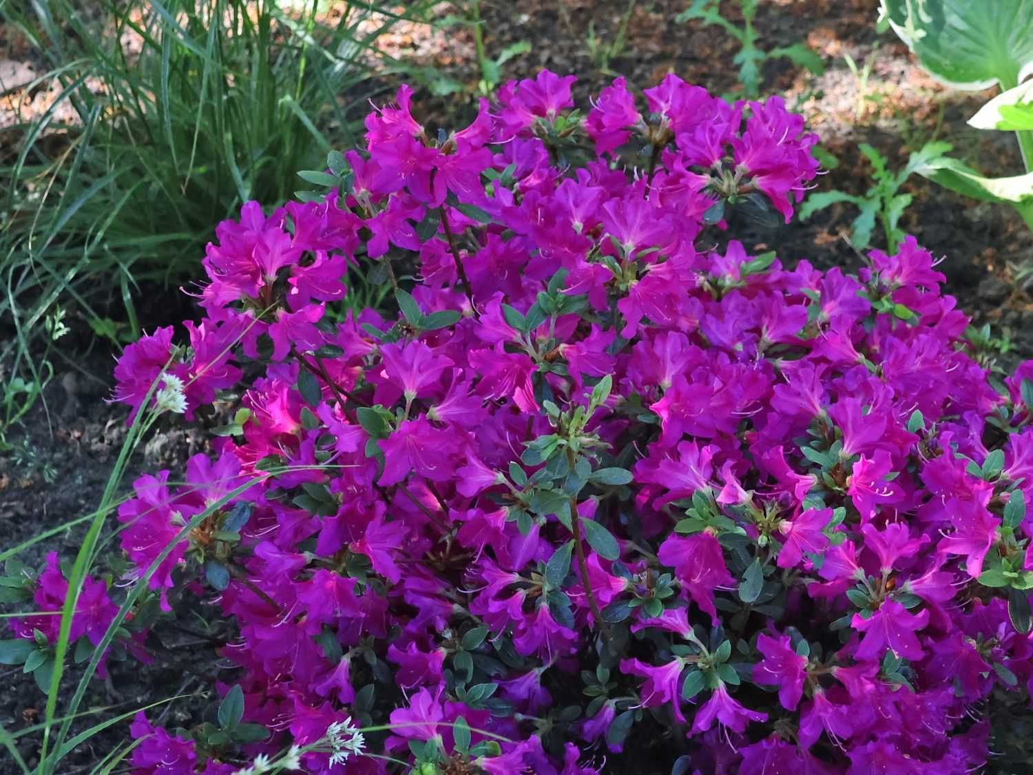 Rhododendron 'Lady Dark' ® - Rhododendron obtusum 'Lady Dark' ®