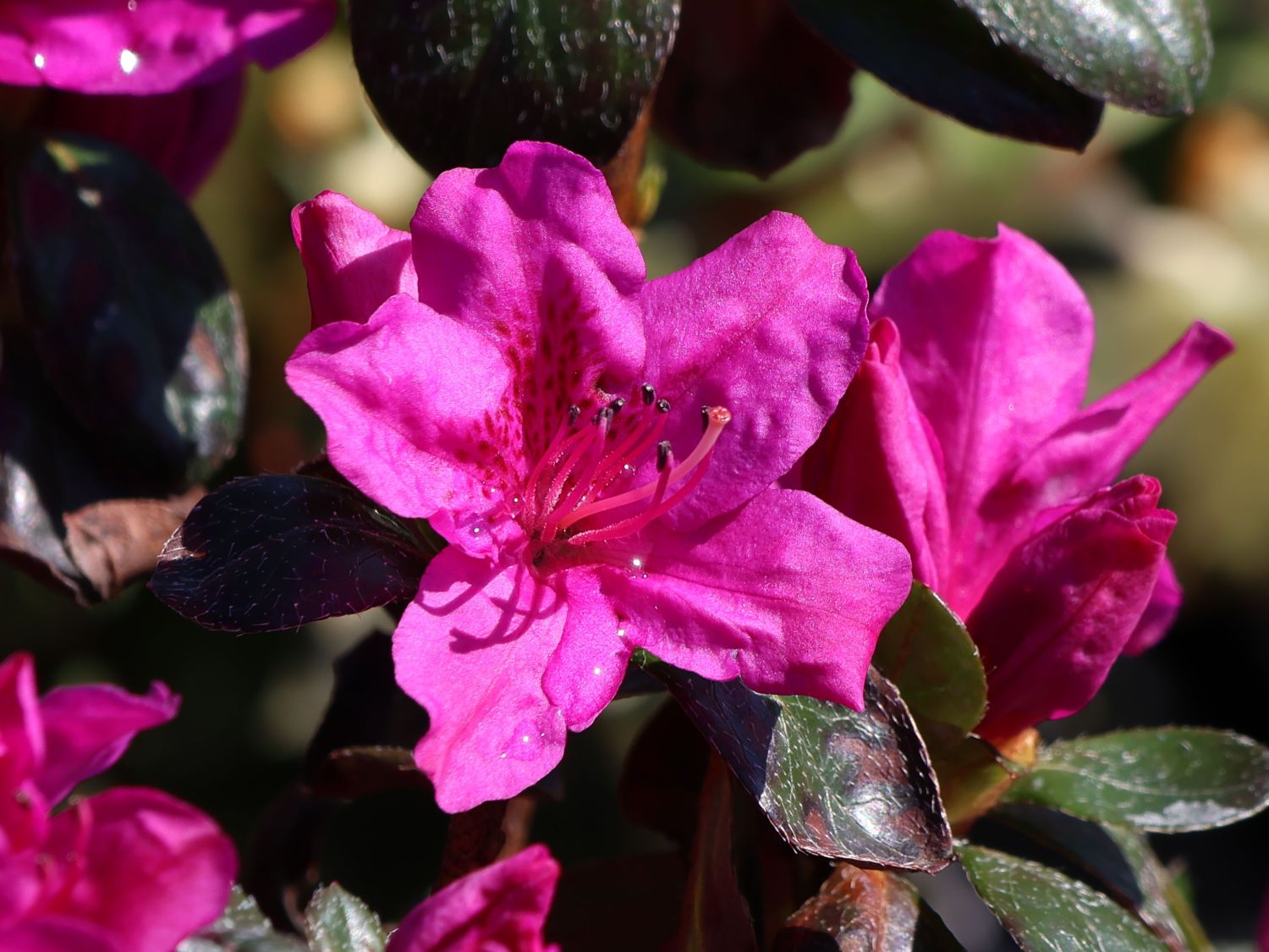 Rhododendron 'Lady Dark' ® - Rhododendron obtusum 'Lady Dark' ®