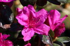 Rhododendron 'Lady Dark' ® - Rhododendron obtusum 'Lady Dark' ®
